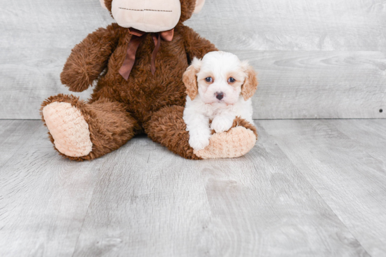 Best Cavachon Baby