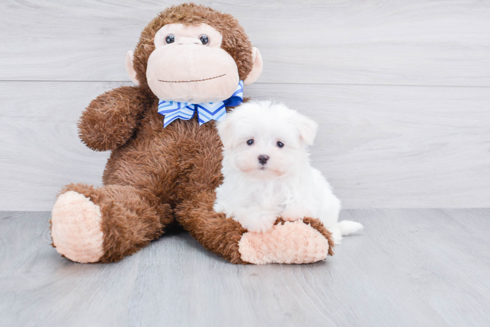 Fluffy Maltese Purebred Puppy