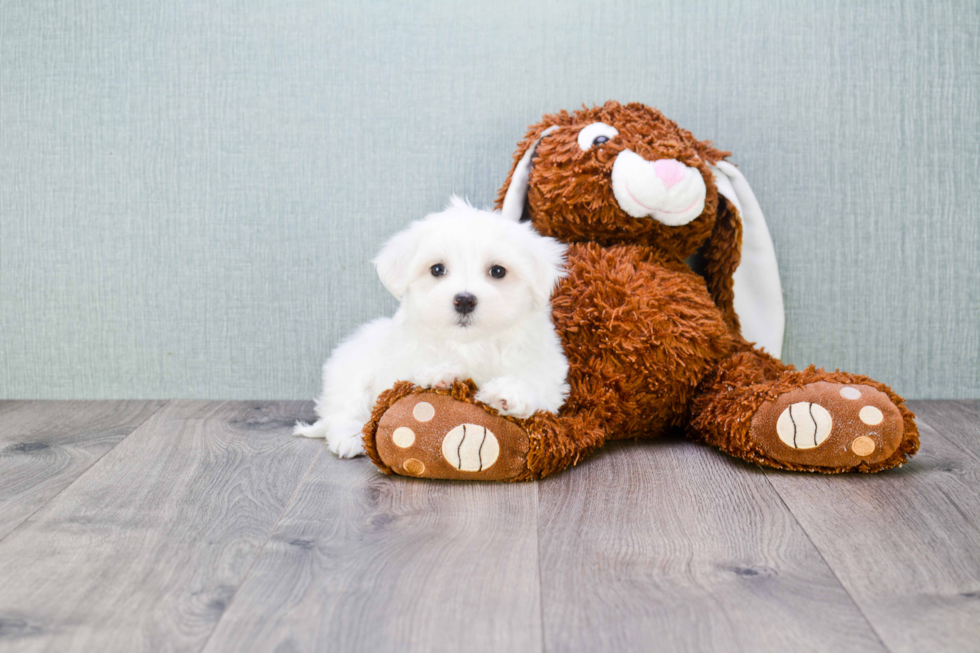 Popular Maltese Purebred Pup