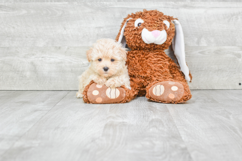 Sweet Maltipoo Baby