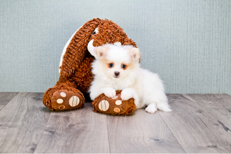 Cute Pomeranian Purebred Puppy