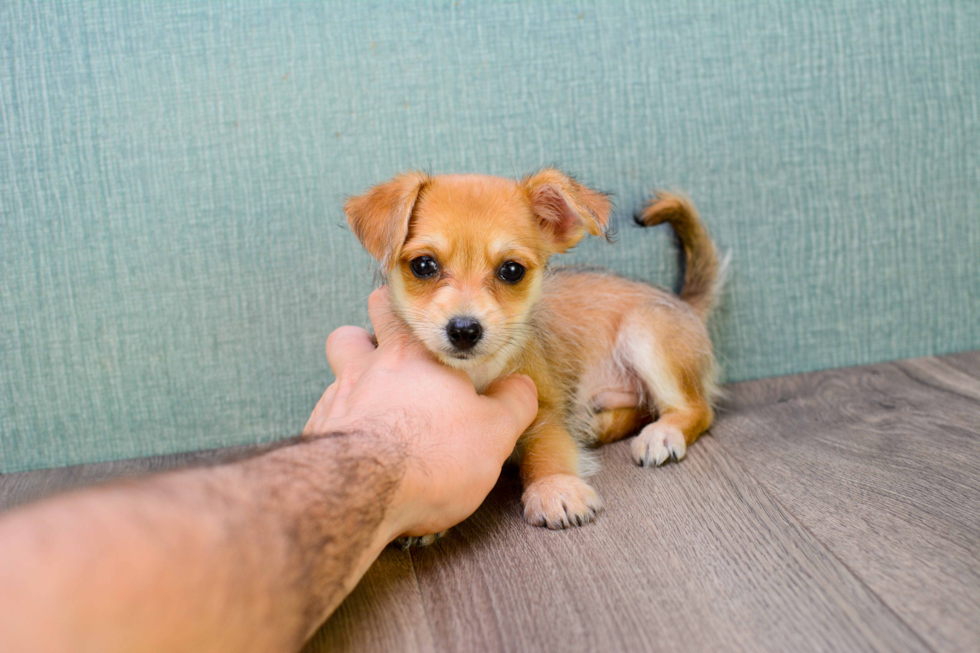 Chorkie Pup Being Cute