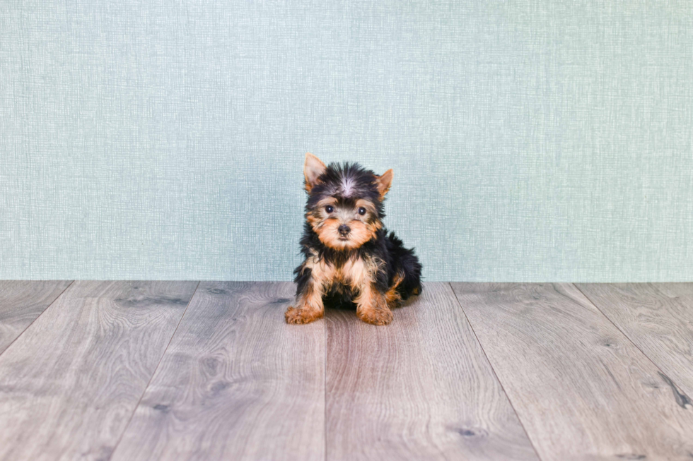 Meet Tinkerbell - our Yorkshire Terrier Puppy Photo 