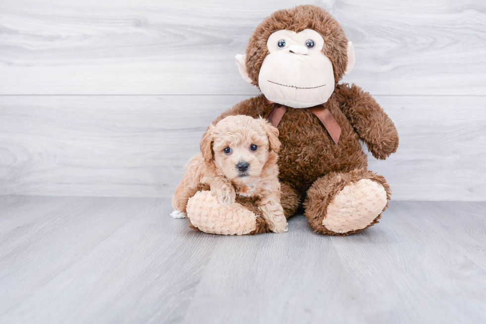 Best Cavapoo Baby