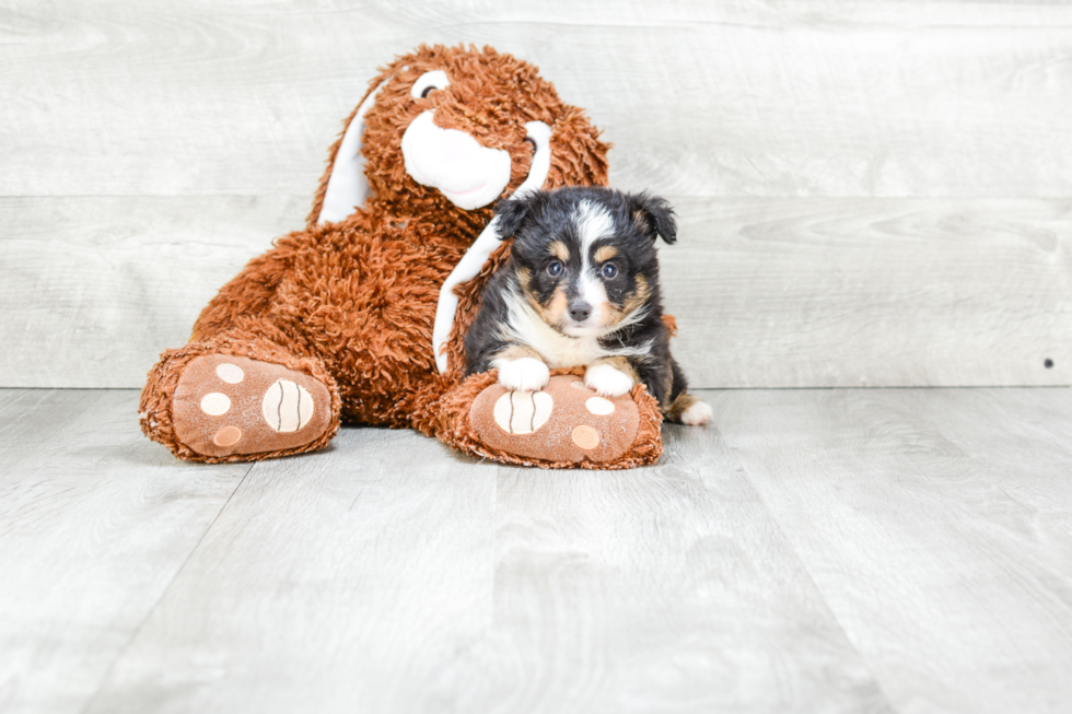 Playful Aussiepoo Poodle Mix Puppy