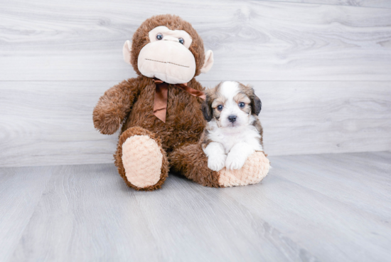 Cavachon Puppy for Adoption