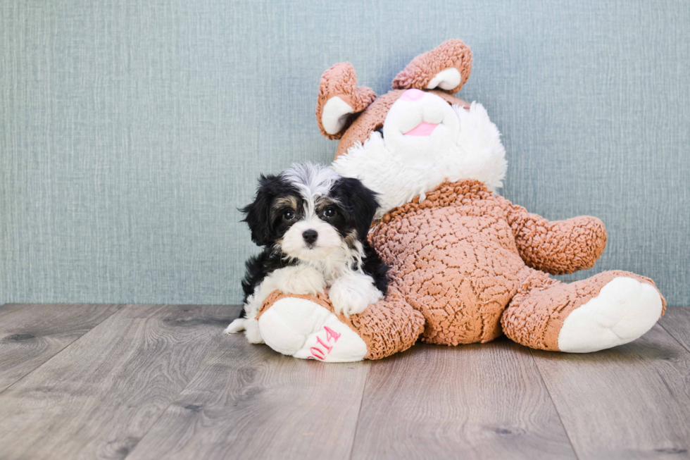 Cavachon Pup Being Cute