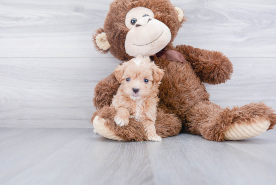 Little Maltepoo Poodle Mix Puppy