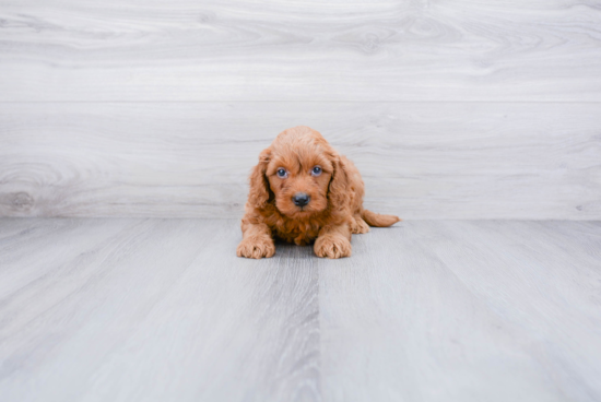 Mini Goldendoodle Pup Being Cute