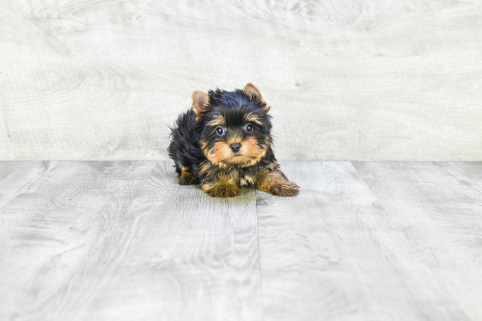 Meet Becca - our Yorkshire Terrier Puppy Photo 