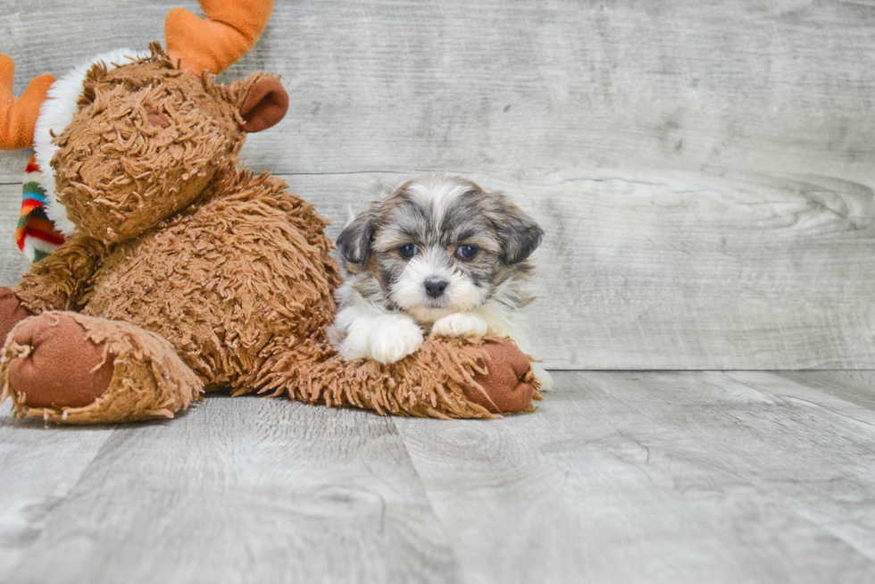 Teddy Bear Pup Being Cute