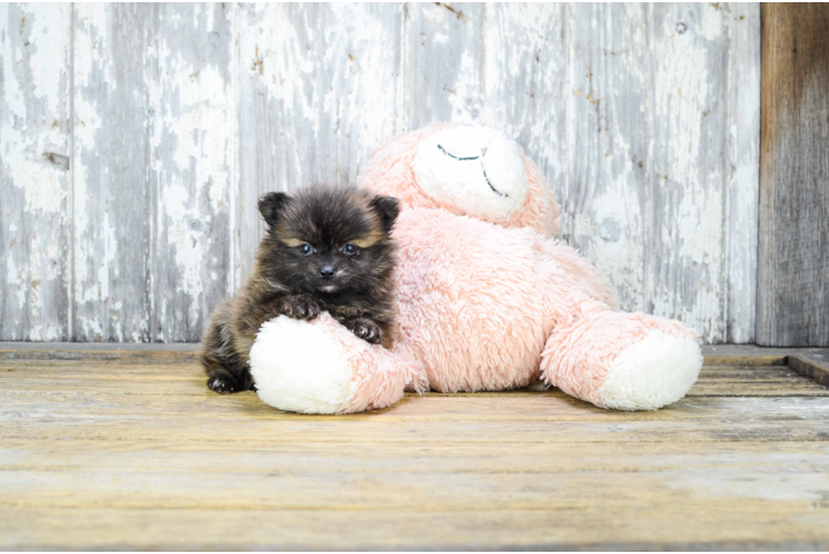 Playful Pomeranian Baby