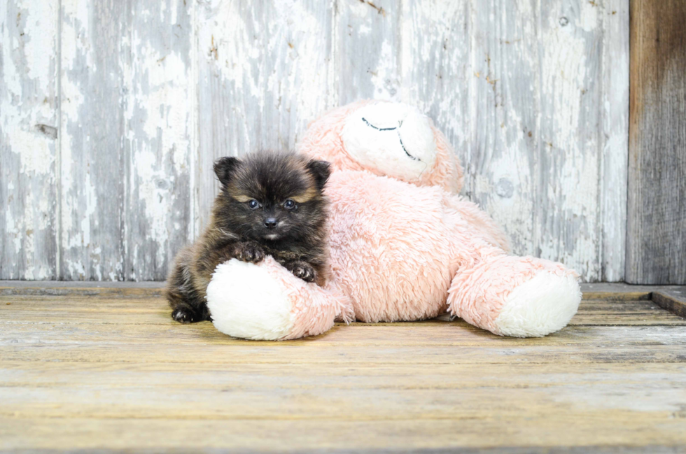 Playful Pomeranian Baby