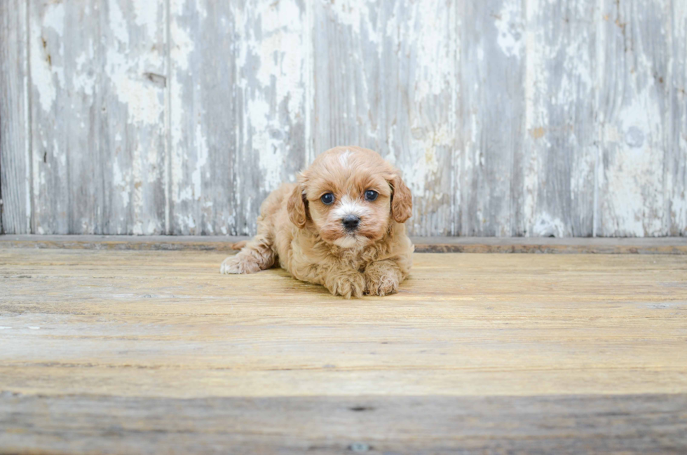 Friendly Cavapoo Baby