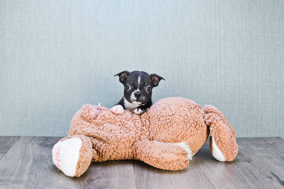 Adorable Boston Terrier Purebred Puppy