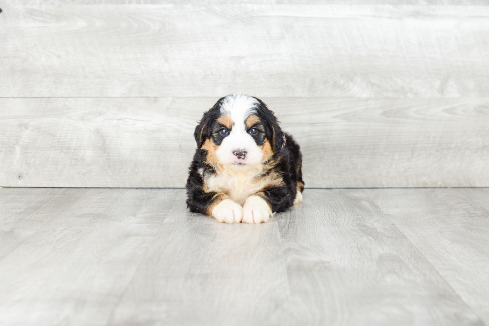 Mini Bernedoodle Pup Being Cute