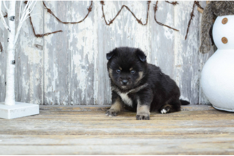 Pomsky Pup Being Cute