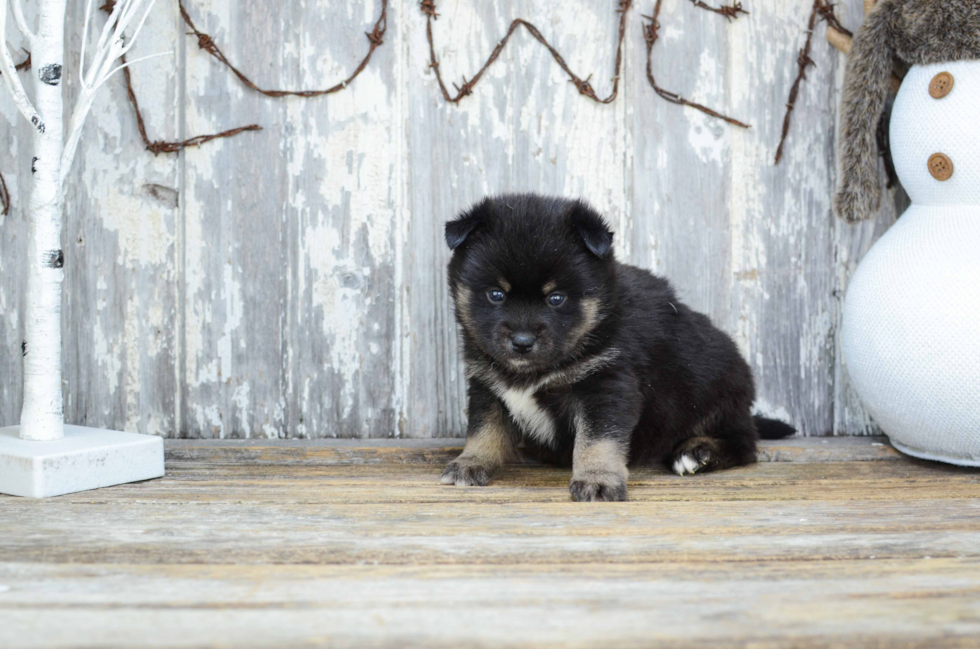 Pomsky Pup Being Cute