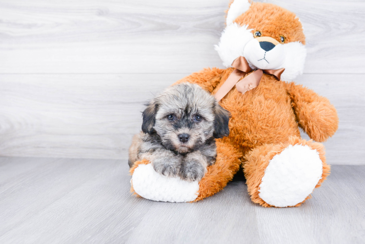 Happy Havanese Purebred Puppy
