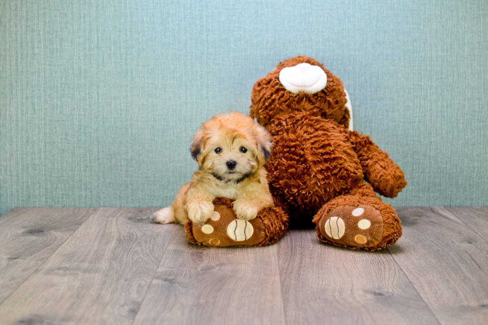 Adorable Yorkie Designer Puppy