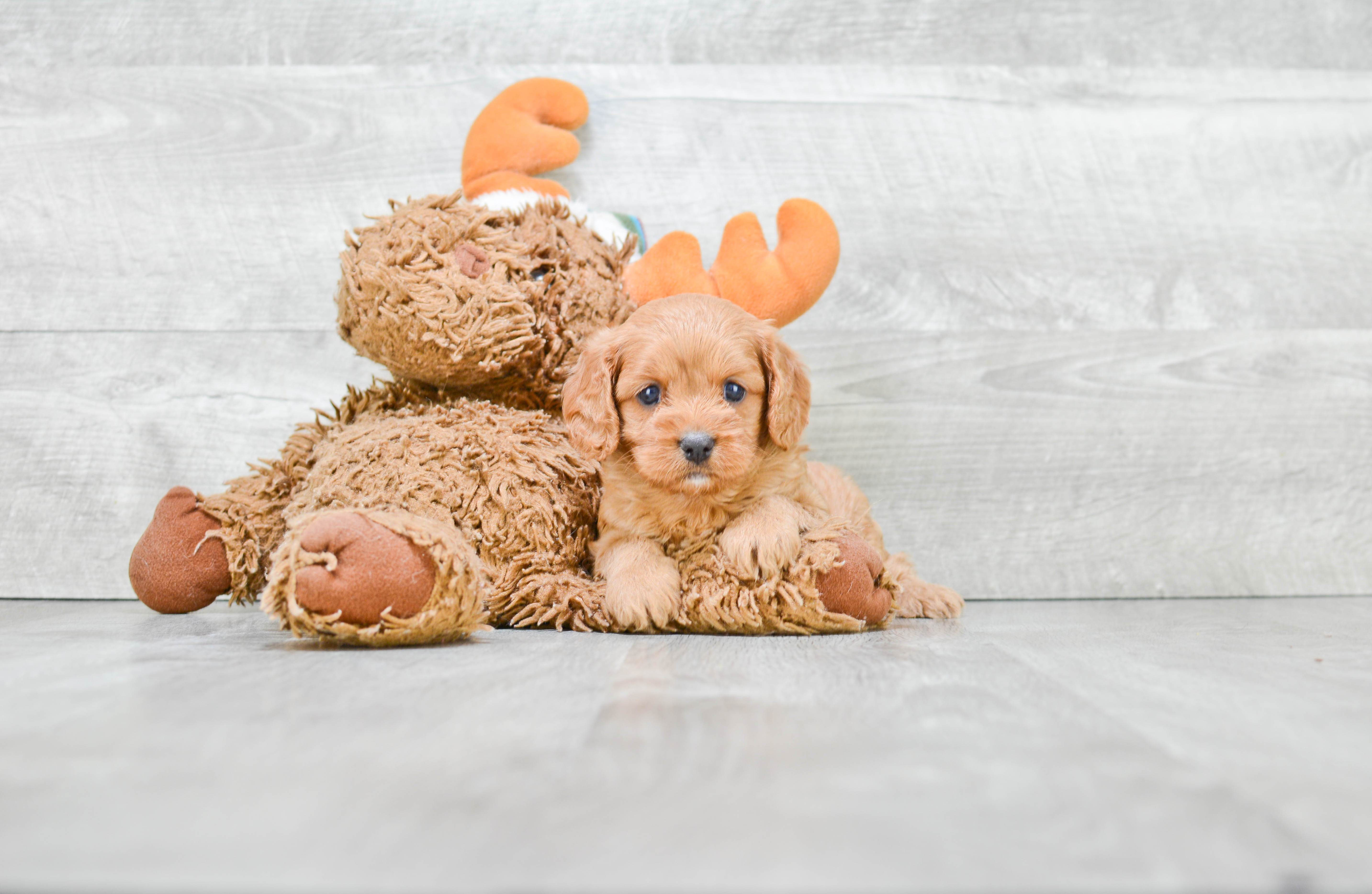 Happy Cavapoo Baby