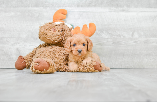 Happy Cavapoo Baby