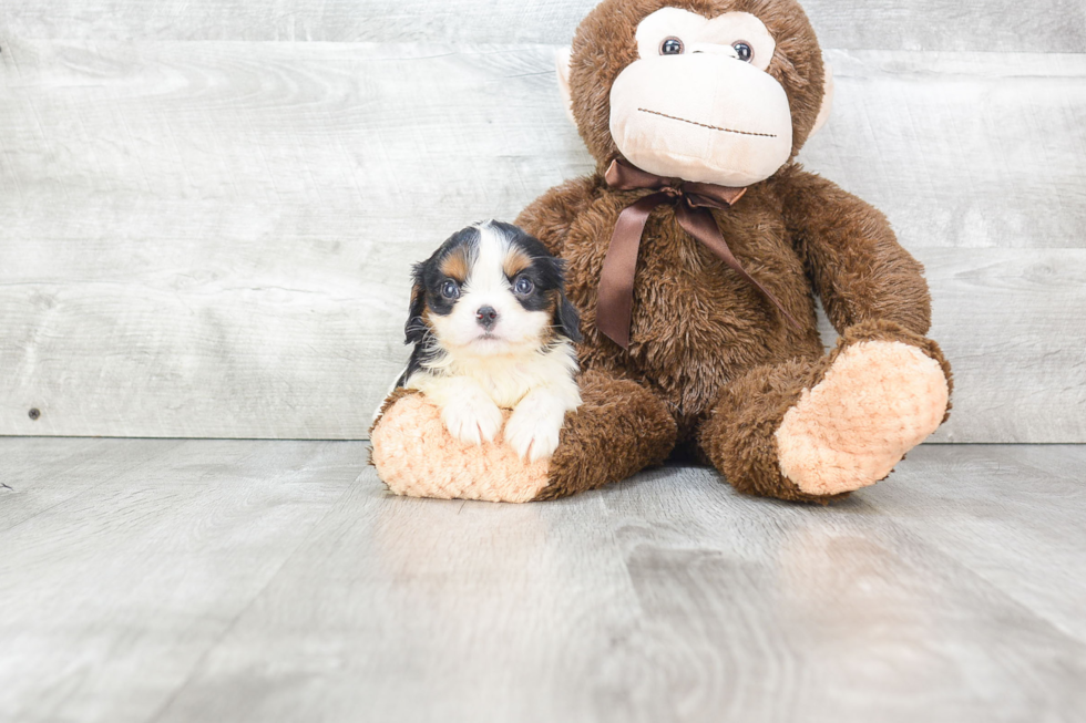 Friendly Cavalier King Charles Spaniel Baby