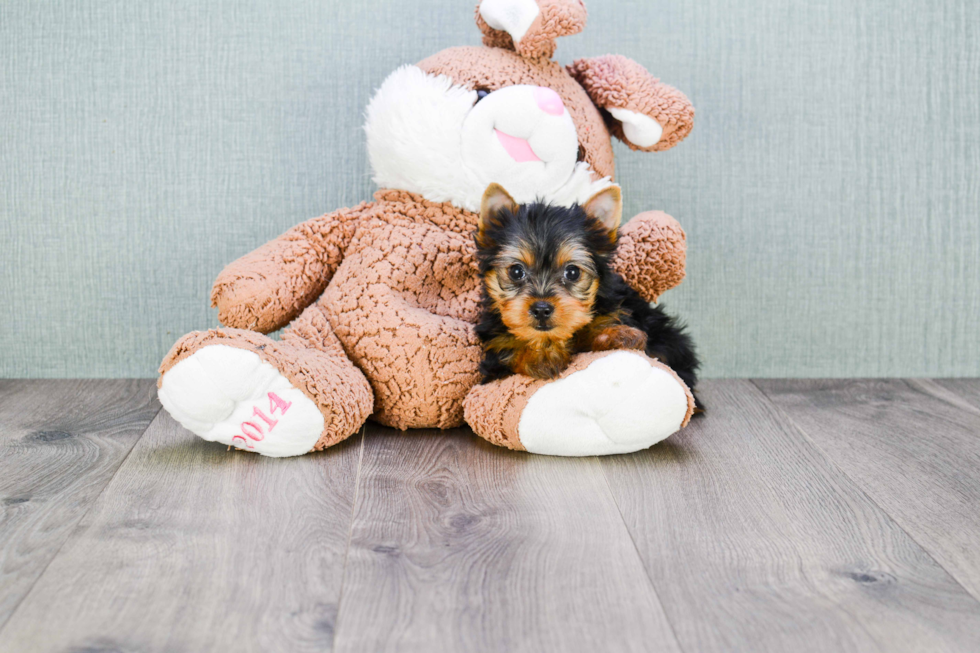 Meet Tinkerbell - our Yorkshire Terrier Puppy Photo 