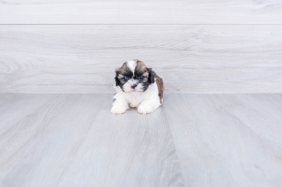 Teddy Bear Puppy for Adoption