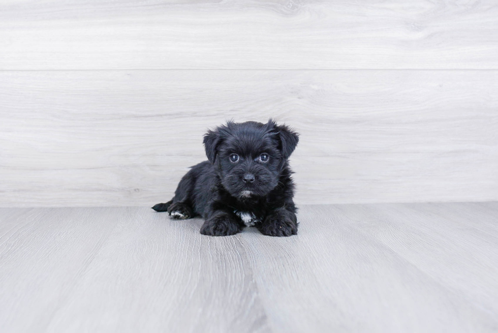Morkie Pup Being Cute