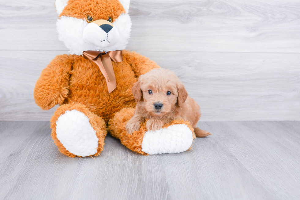 Sweet Mini Goldendoodle Baby