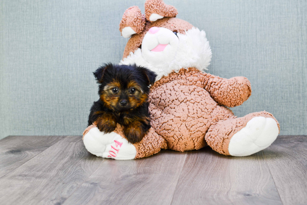 Meet Roscoe - our Yorkshire Terrier Puppy Photo 