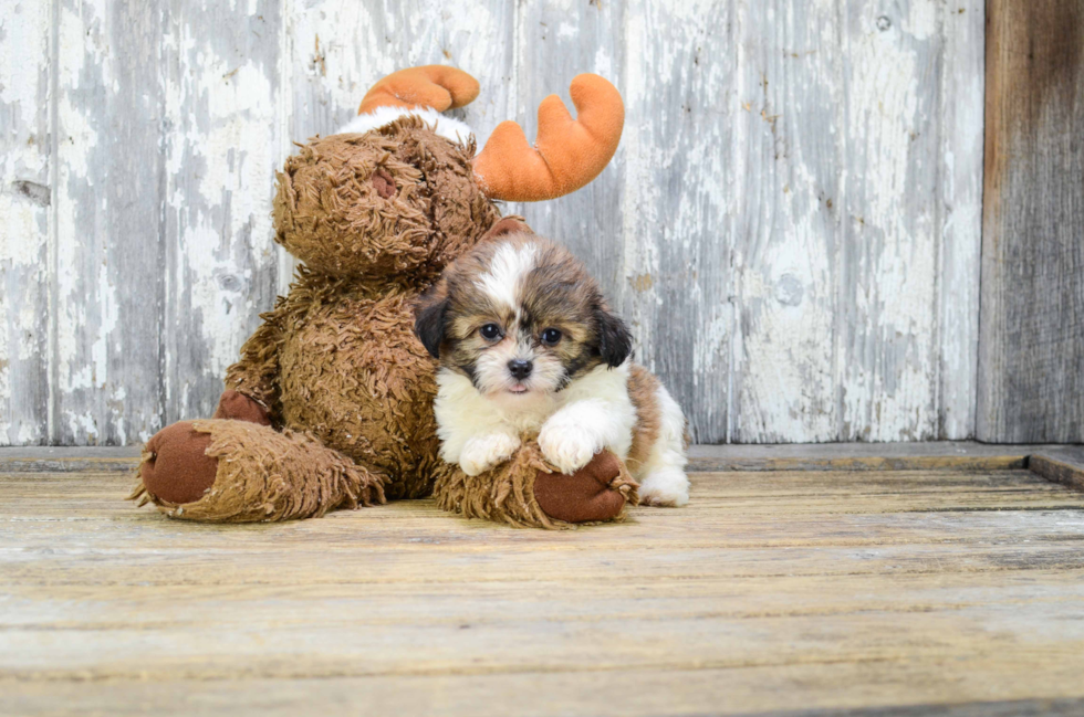 Friendly Teddy Bear Baby