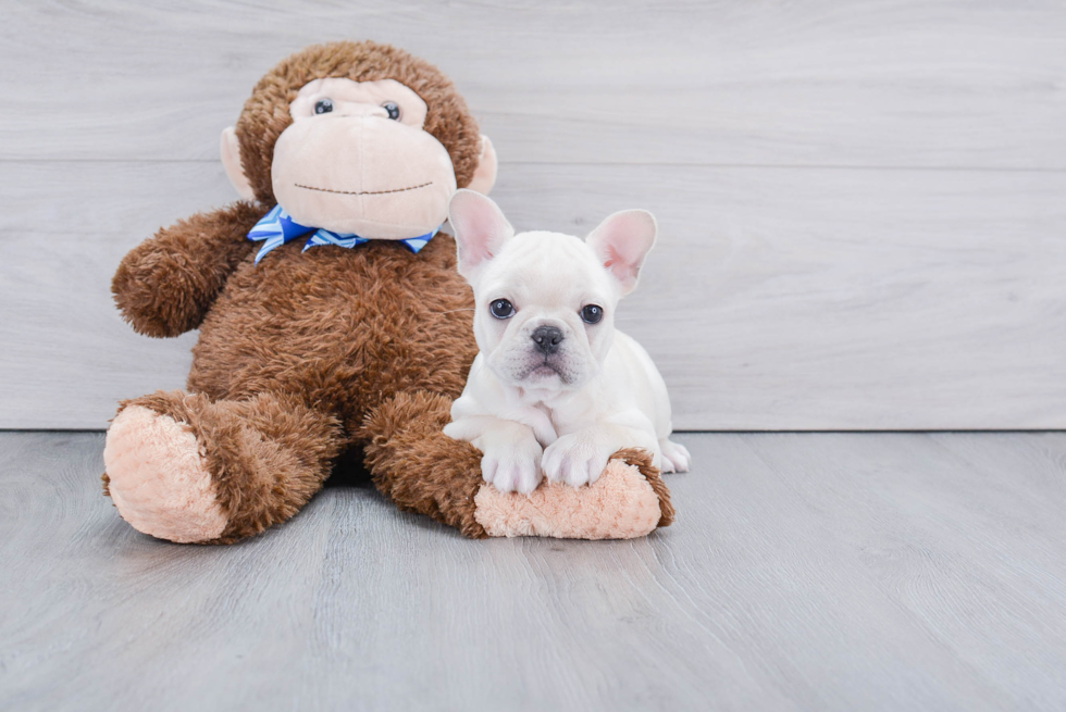 Best French Bulldog Baby