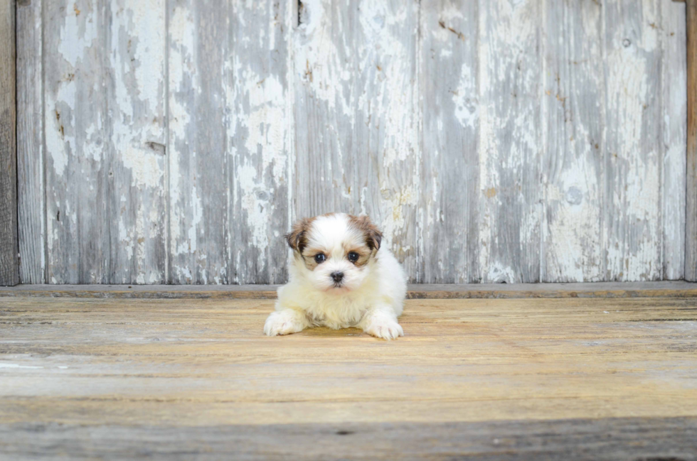 Teddy Bear Pup Being Cute