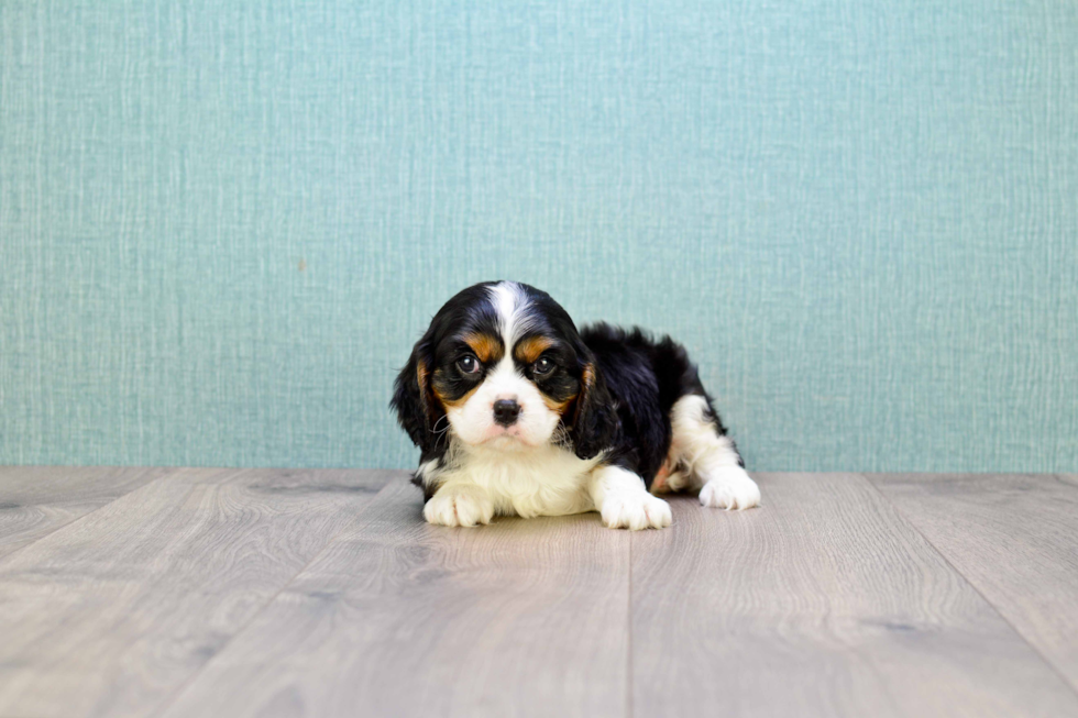 Best Cavalier King Charles Spaniel Baby