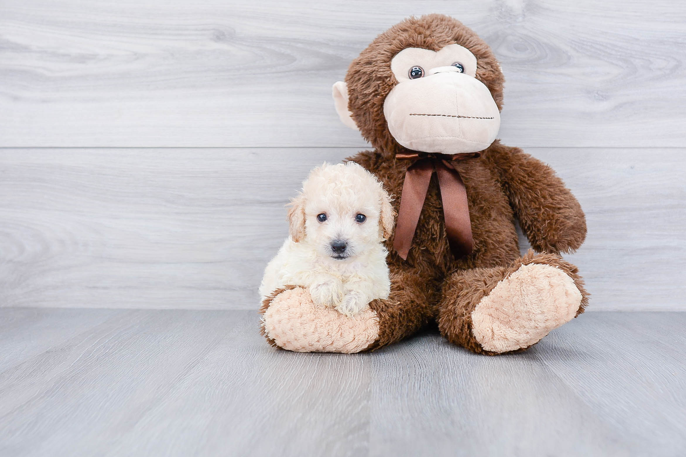 Maltipoo Puppy for Adoption
