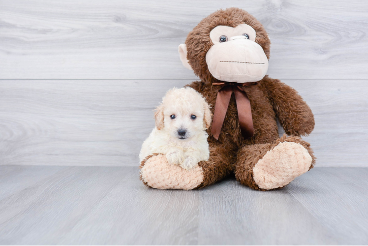 Maltipoo Puppy for Adoption