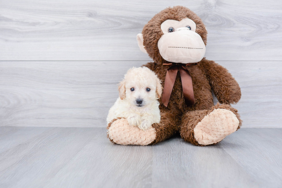 Maltipoo Puppy for Adoption