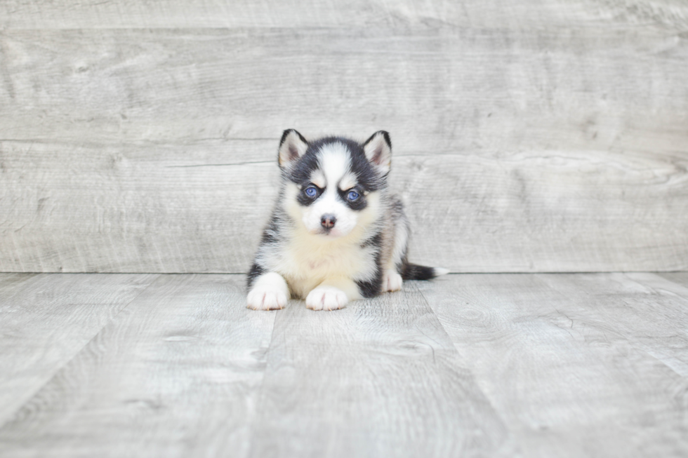 Pomsky Puppy for Adoption