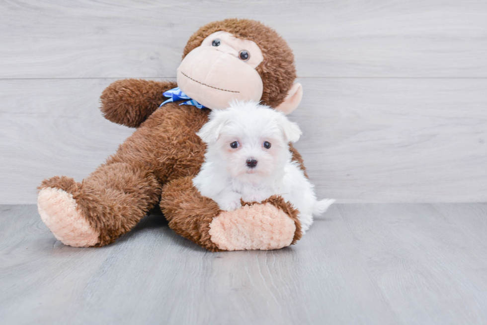Best Maltese Baby