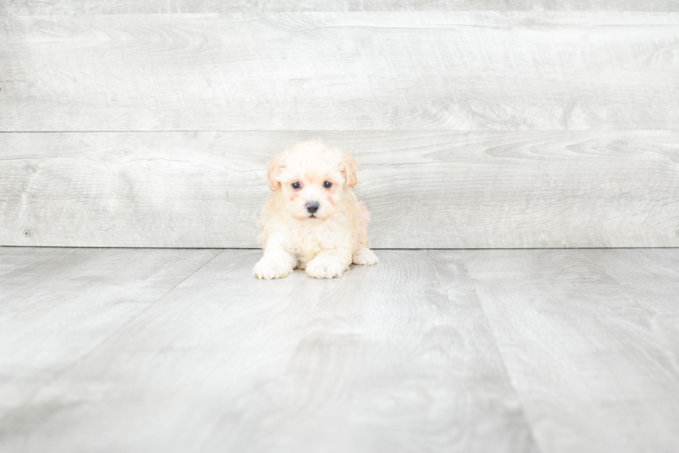 Maltipoo Puppy for Adoption