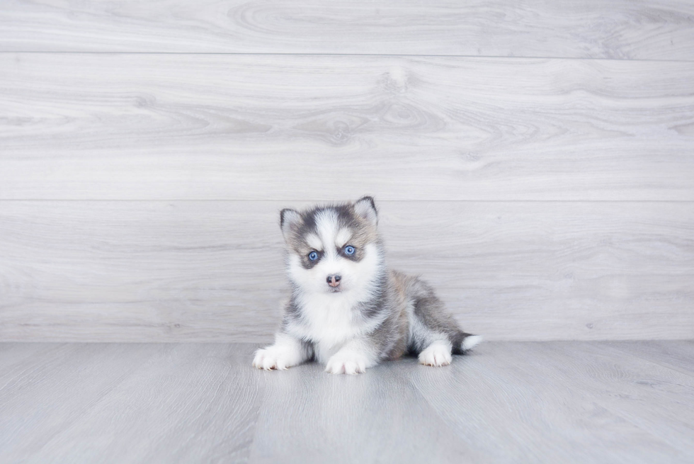 Small Pomsky Baby