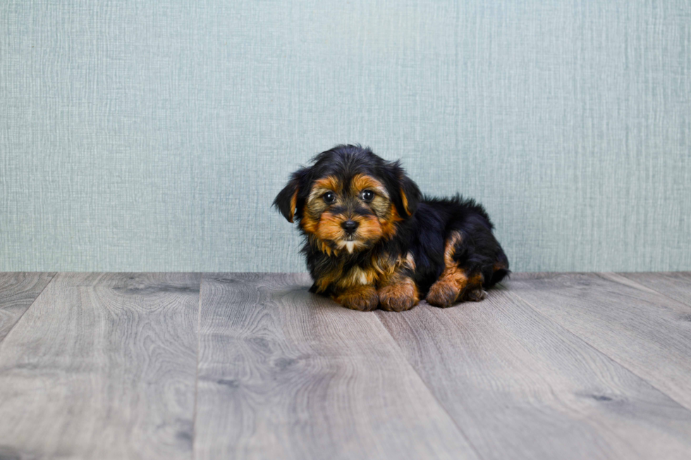 Meet Stevo - our Yorkshire Terrier Puppy Photo 