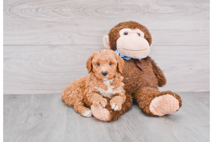 Mini Goldendoodle Puppy for Adoption