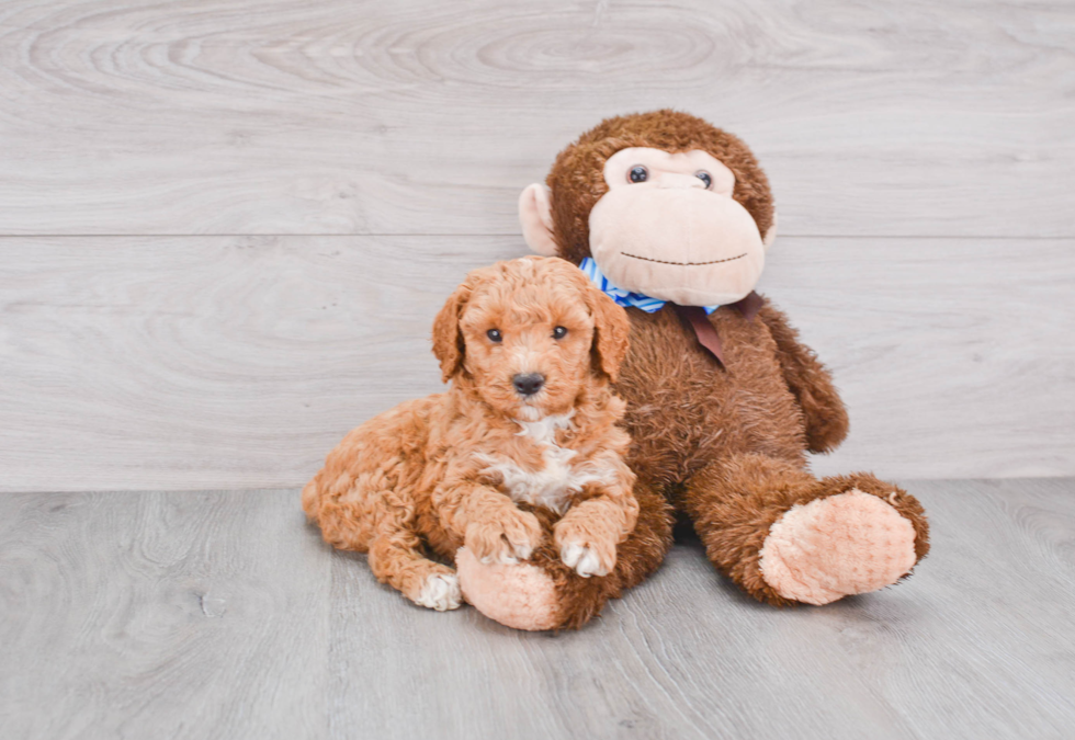 Mini Goldendoodle Puppy for Adoption