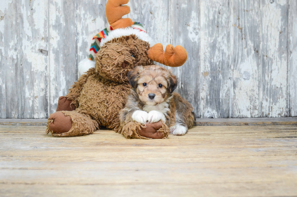 Hypoallergenic Aussiepoo Poodle Mix Puppy