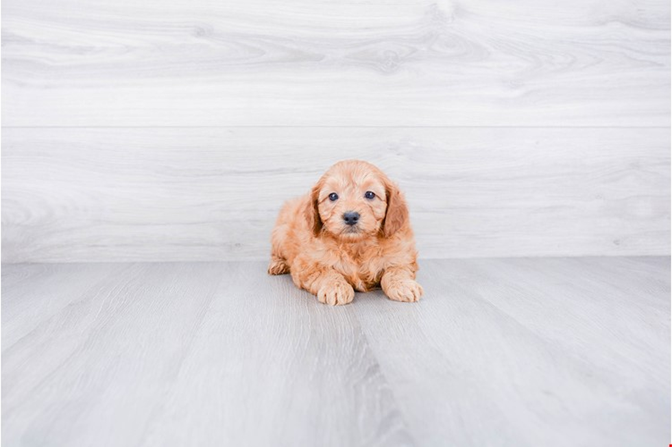 Funny Mini Goldendoodle Poodle Mix Pup