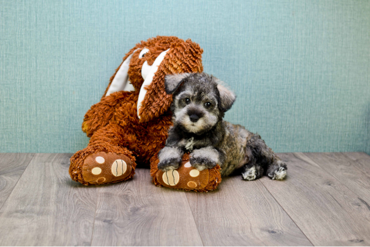 Best Mini Schnauzer Baby