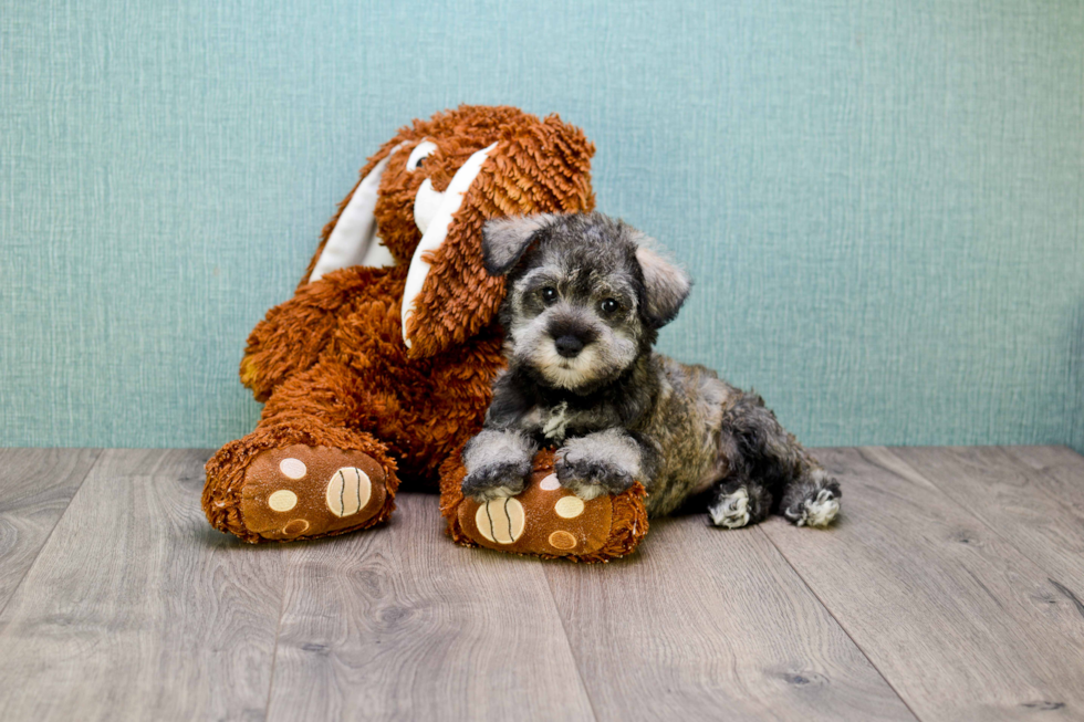 Best Mini Schnauzer Baby